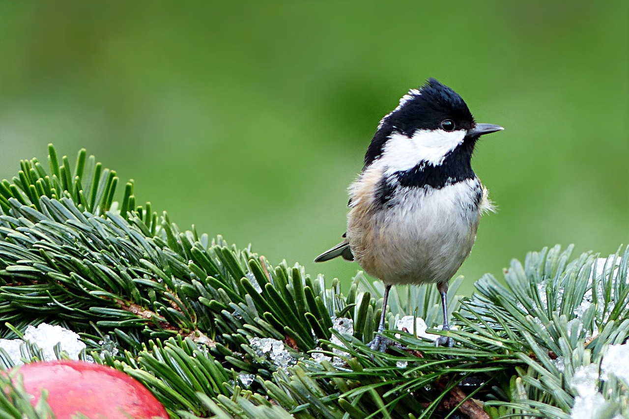 Image - tit coal tit periparus ater