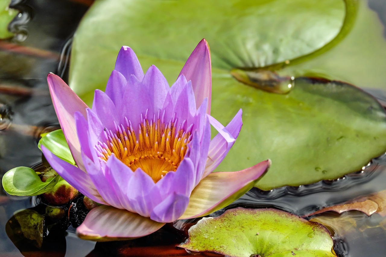 Image - water lily flower blossom bloom