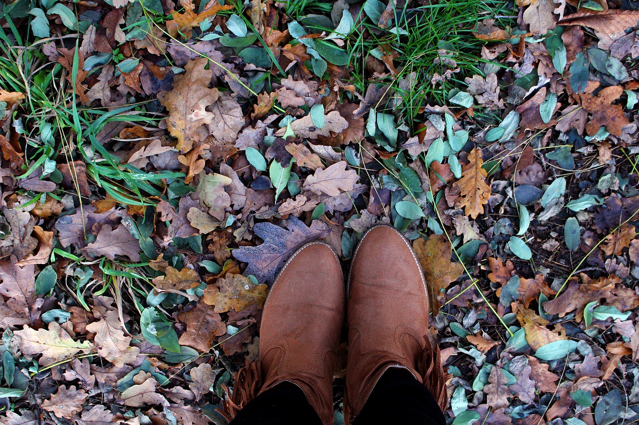 Image - autumn leaves forest golden autumn