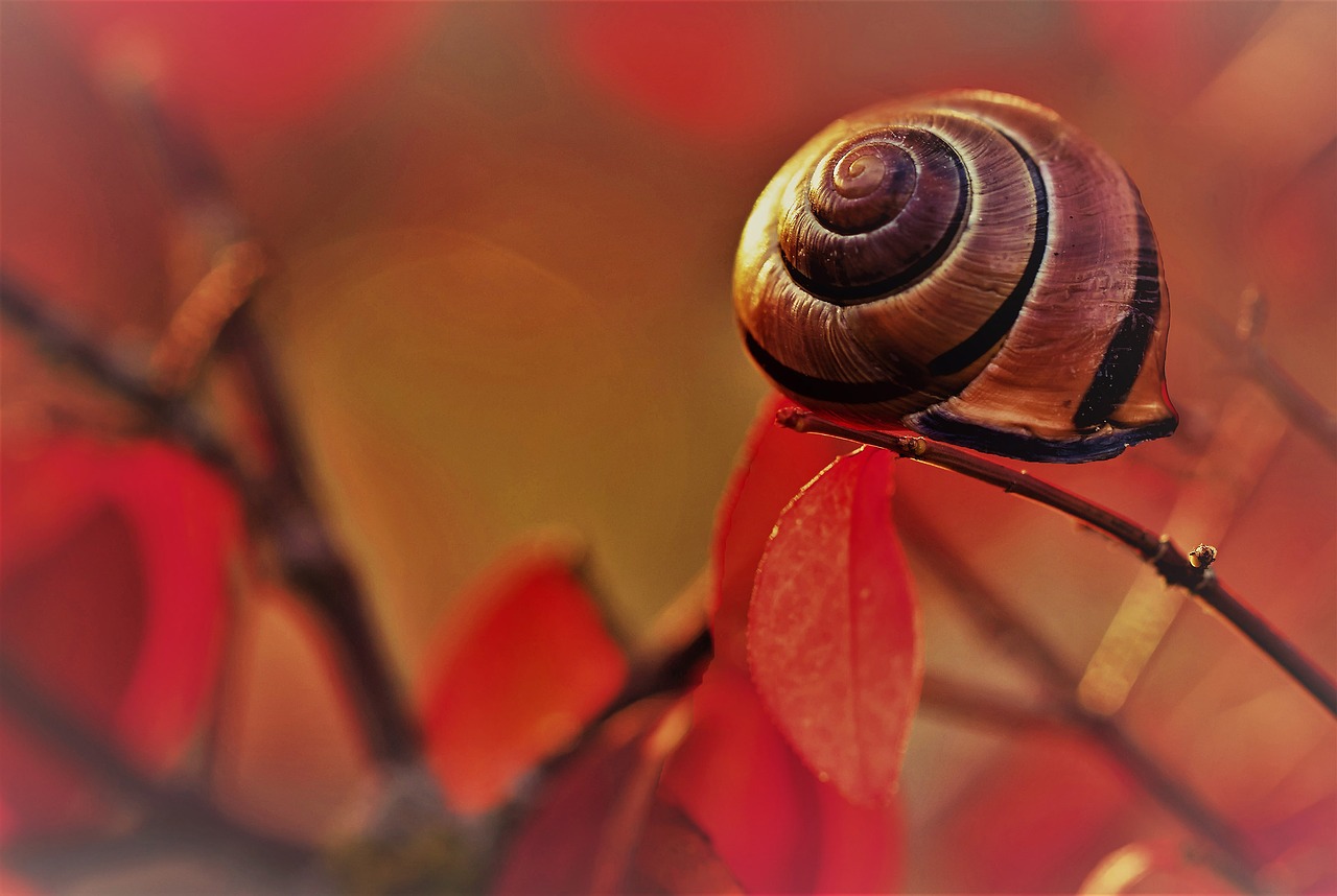 Image - nature snail slow garden field