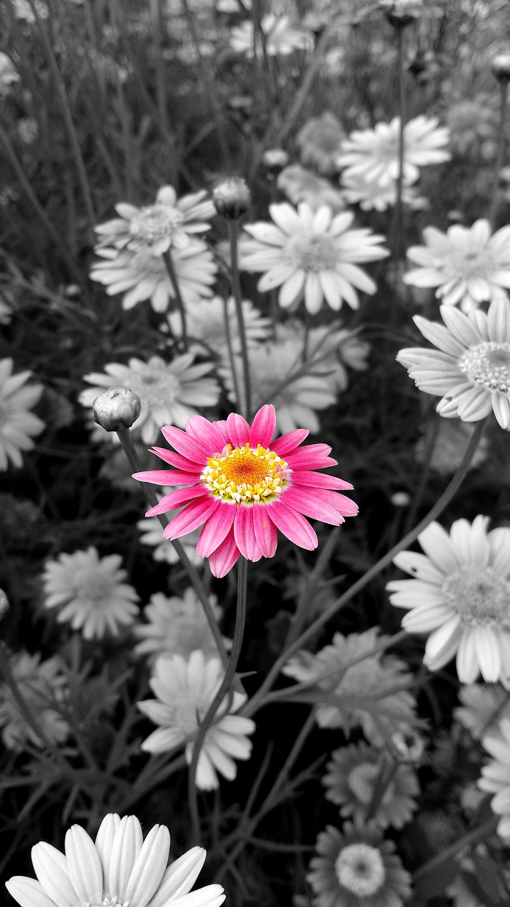 Image - flower flowers rosa pollen color