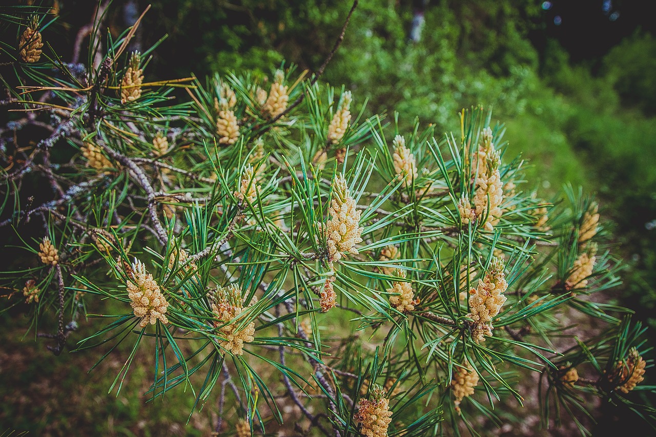 Image - pine needles spruce nature tree