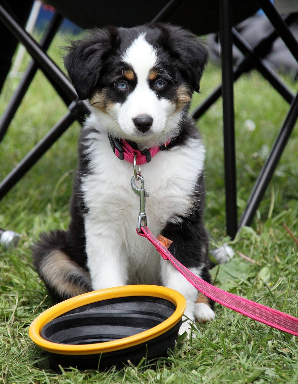 Image - dog border collie little dog puppy