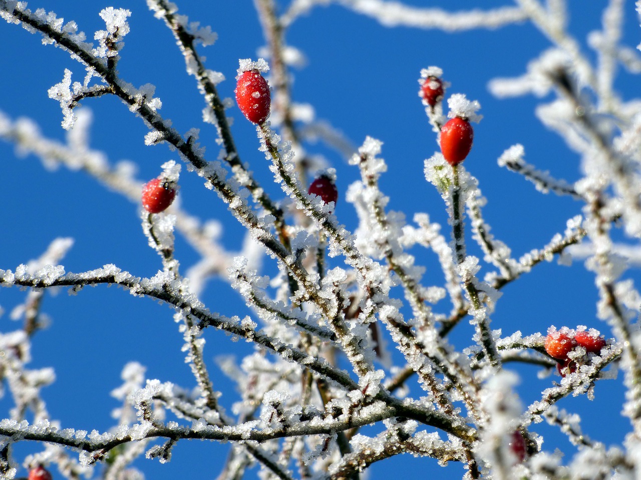 Image - bay red sky nature winter foliage