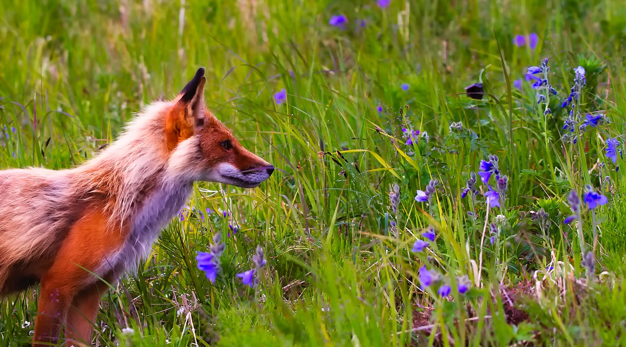 Image - fox animal wildlife meadow field