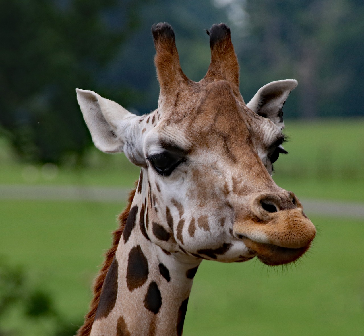 Image - giraffe giraffe portrait wildlife