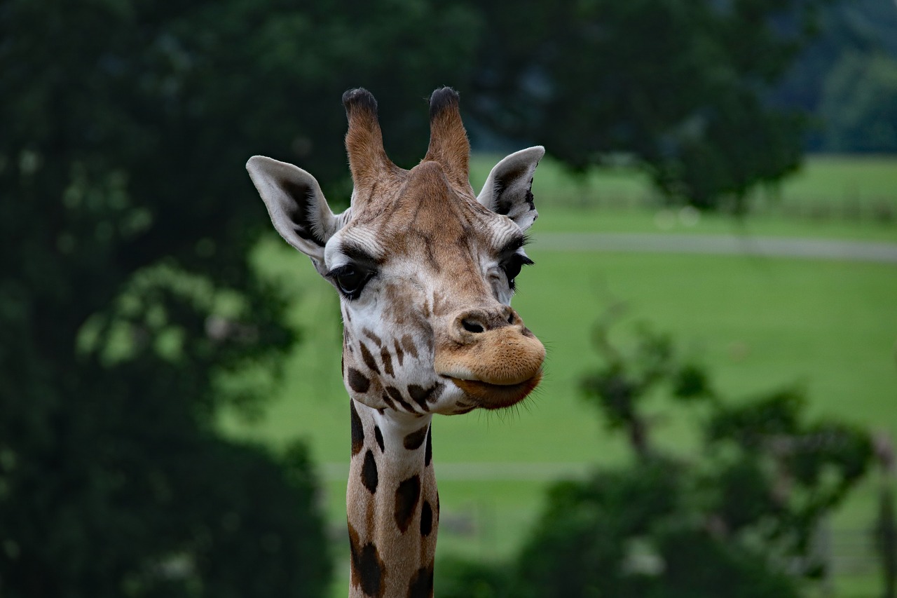 Image - giraffe long neck giraffe mammal