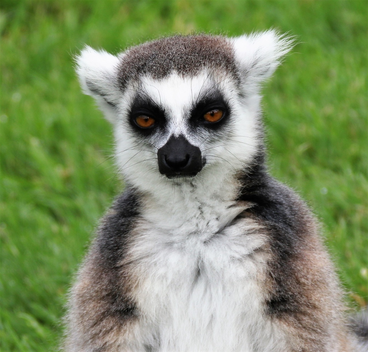 Image - lemur madagascar monkey portrait