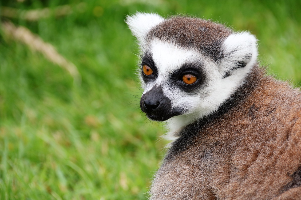 Image - lemur monkey madagascar animal