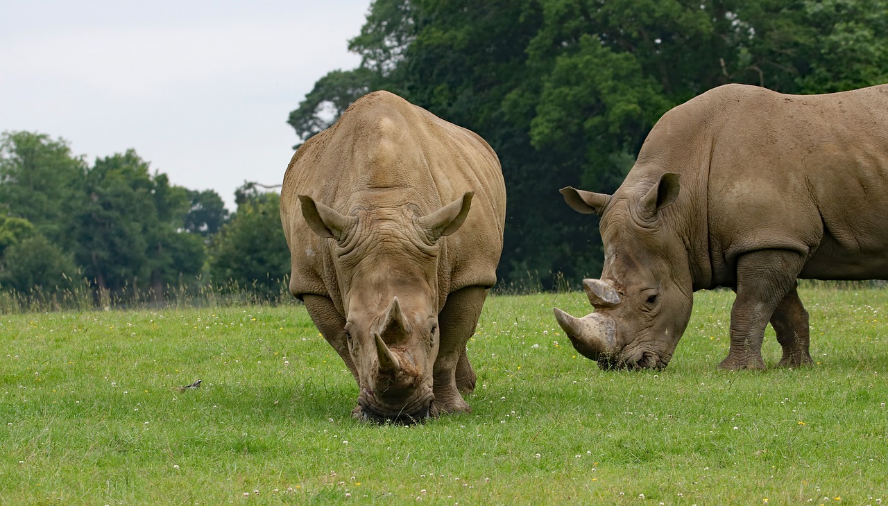 Image - rhino large animal rhinoceros