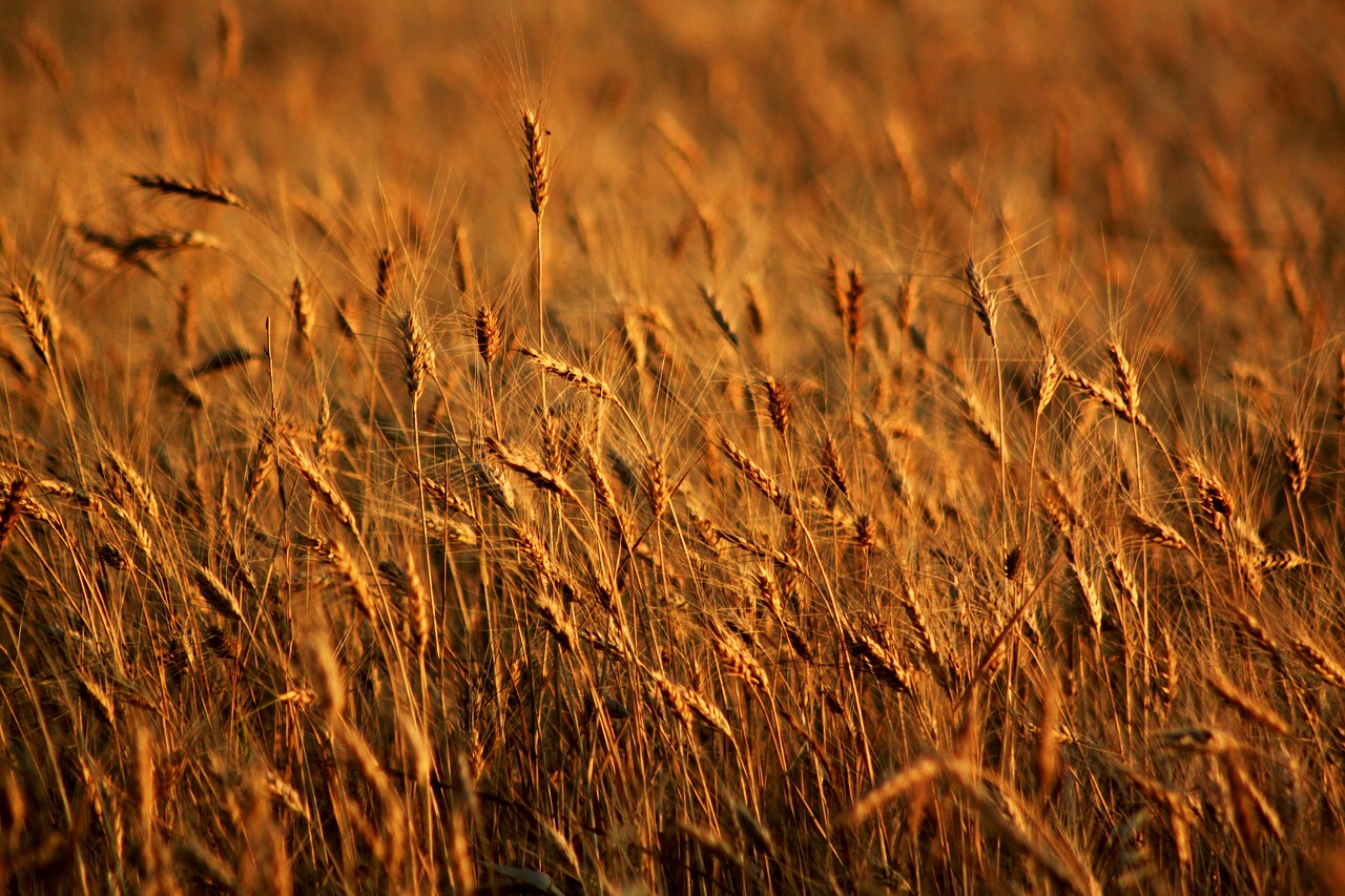 Image - spike field wheat seed mardin