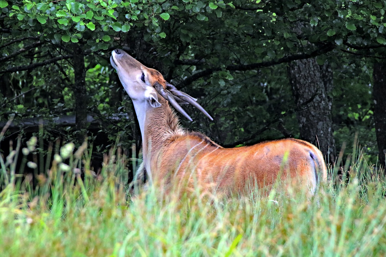 Image - bongo deer antelope wildlife