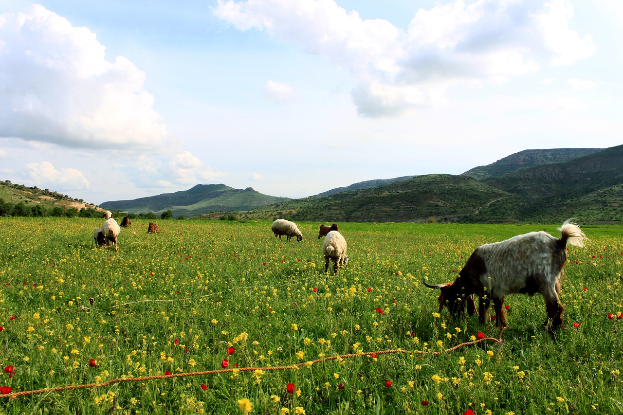 Image - grassland goat nature landscape