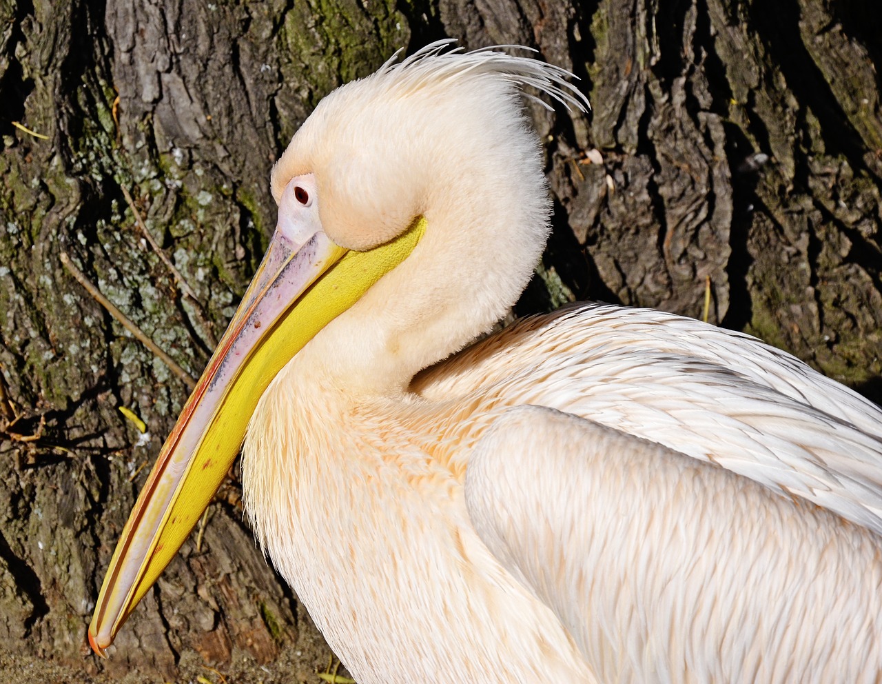 Image - white pelican pelecanus onocrotalus