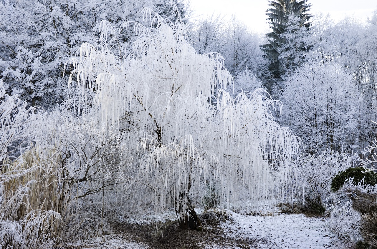 Image - pasture wintry snowy cold nature