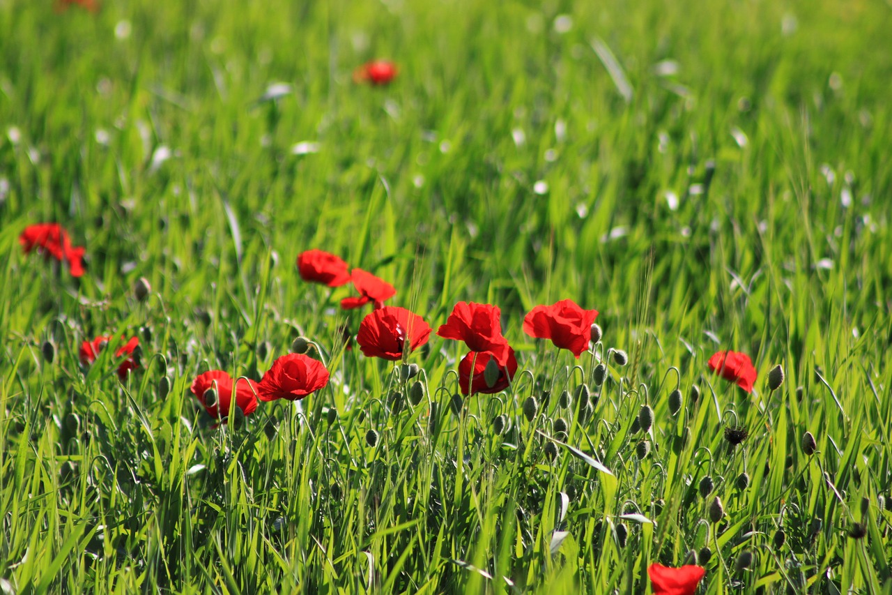 Image - papaver rhoeas spring flower