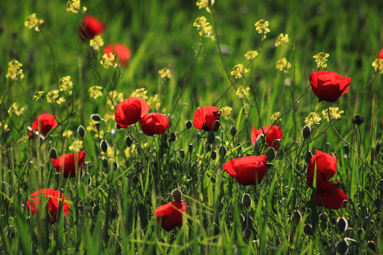 Image - papaver rhoeas red grass nature