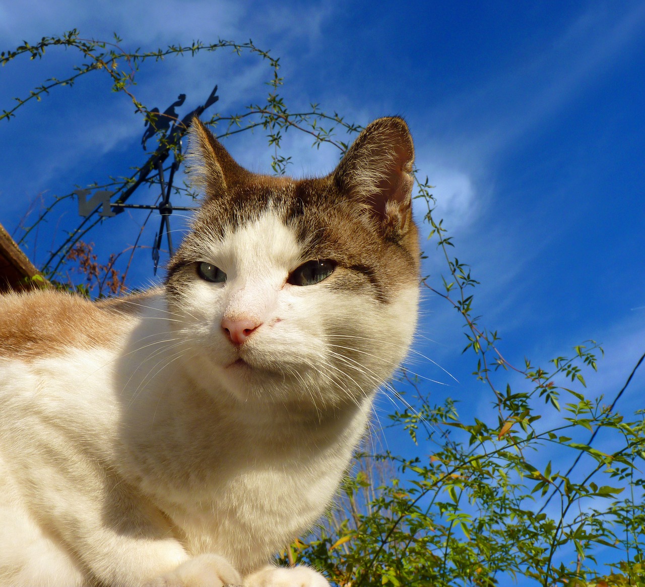 Image - cat feline domestic animal cat eyes