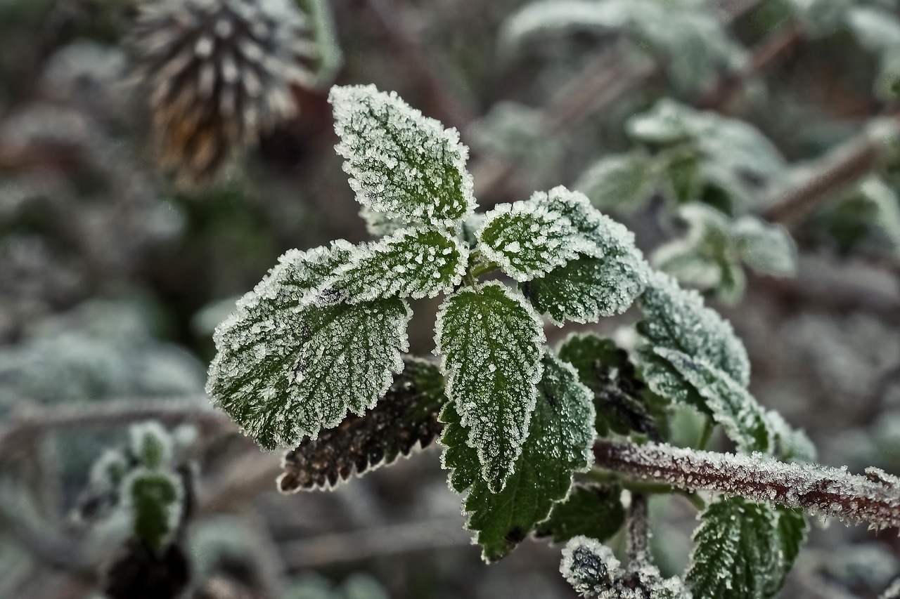 Image - stinging nettle frost hoarfrost ice
