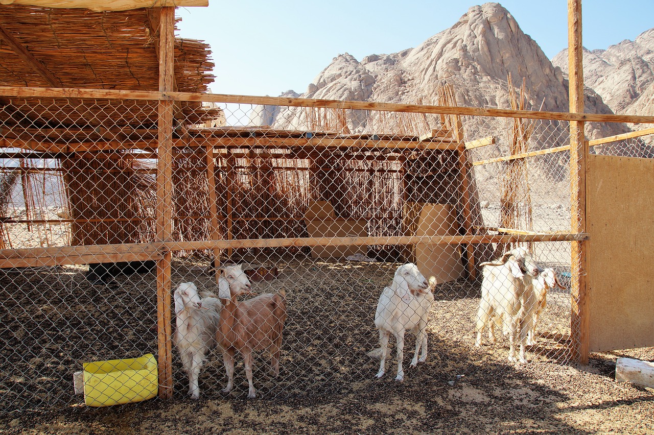 Image - desert breeding pen goats pet