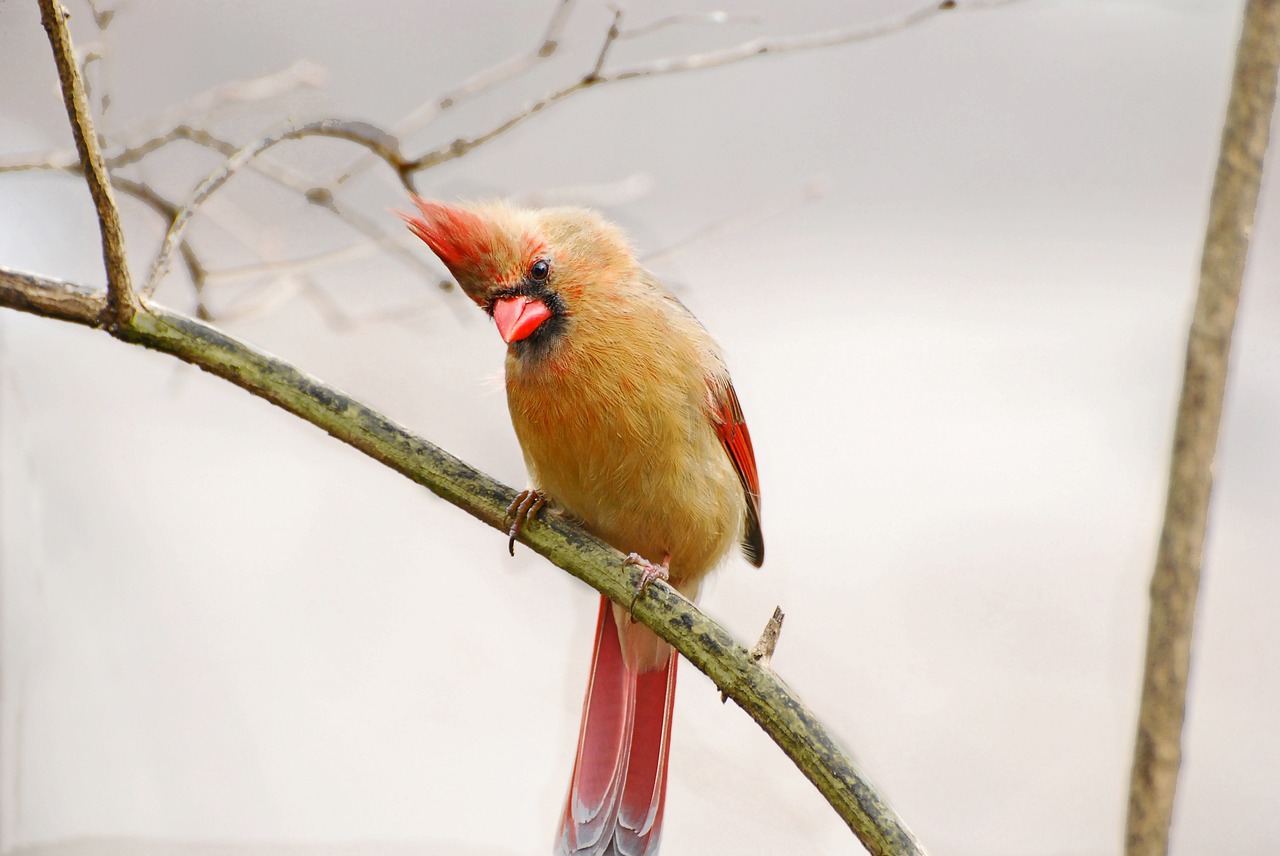 Image - bird female cardinal nature