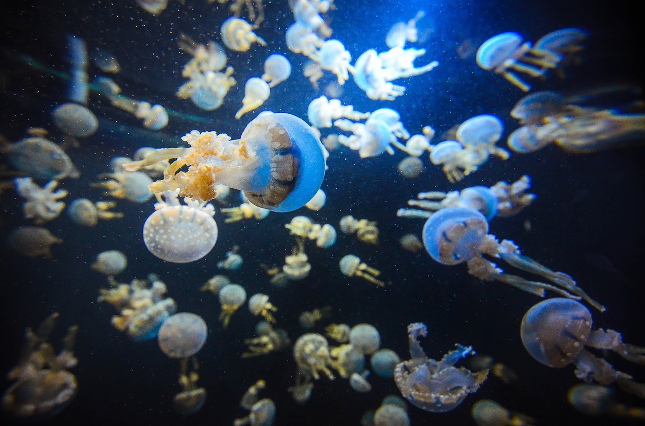 Image - singapore aquarium jellyfish