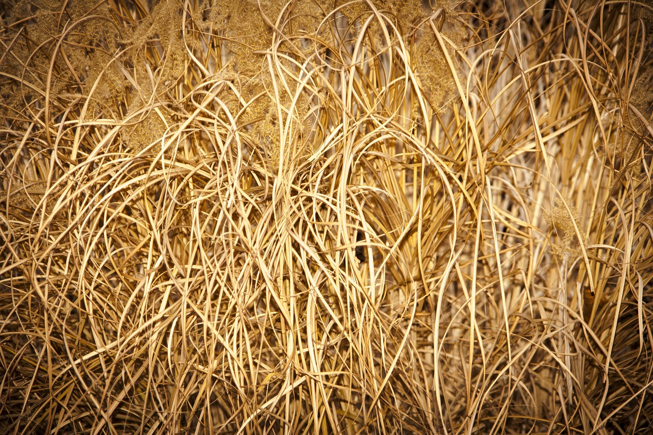 Image - grass natural garden floral dry