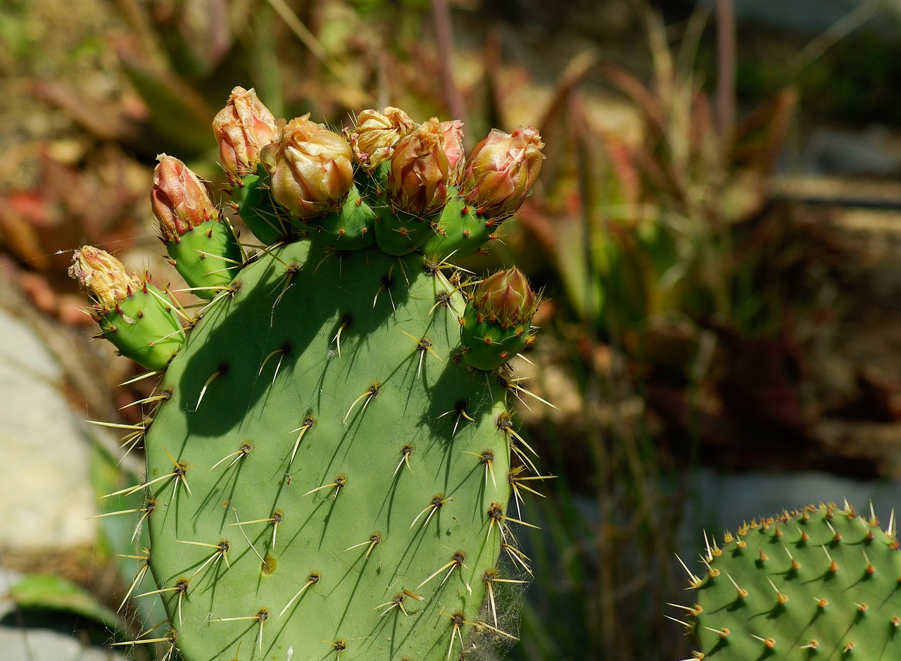 Image - prickly pear cactus thorns quills