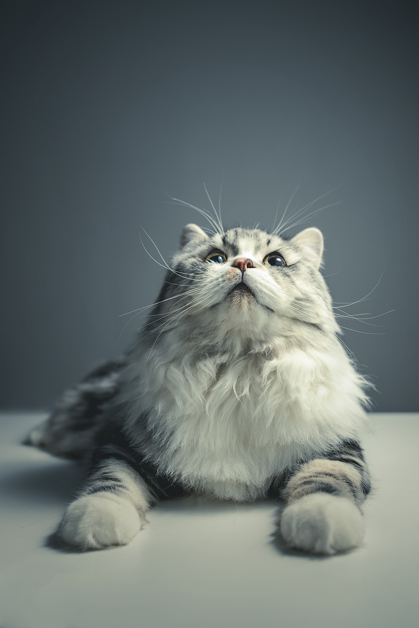 Image - cat persian breed black grey pets