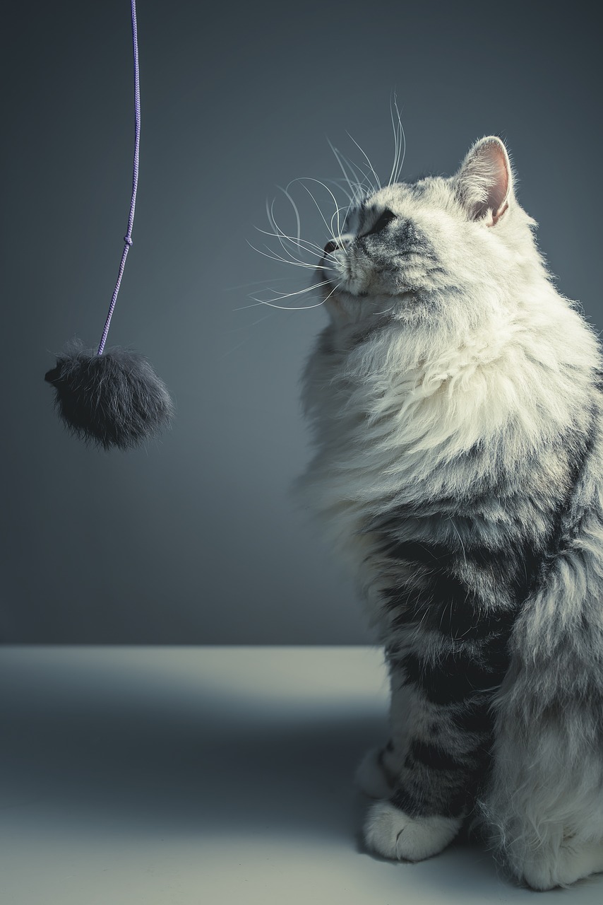 Image - cat persian breed black grey pets