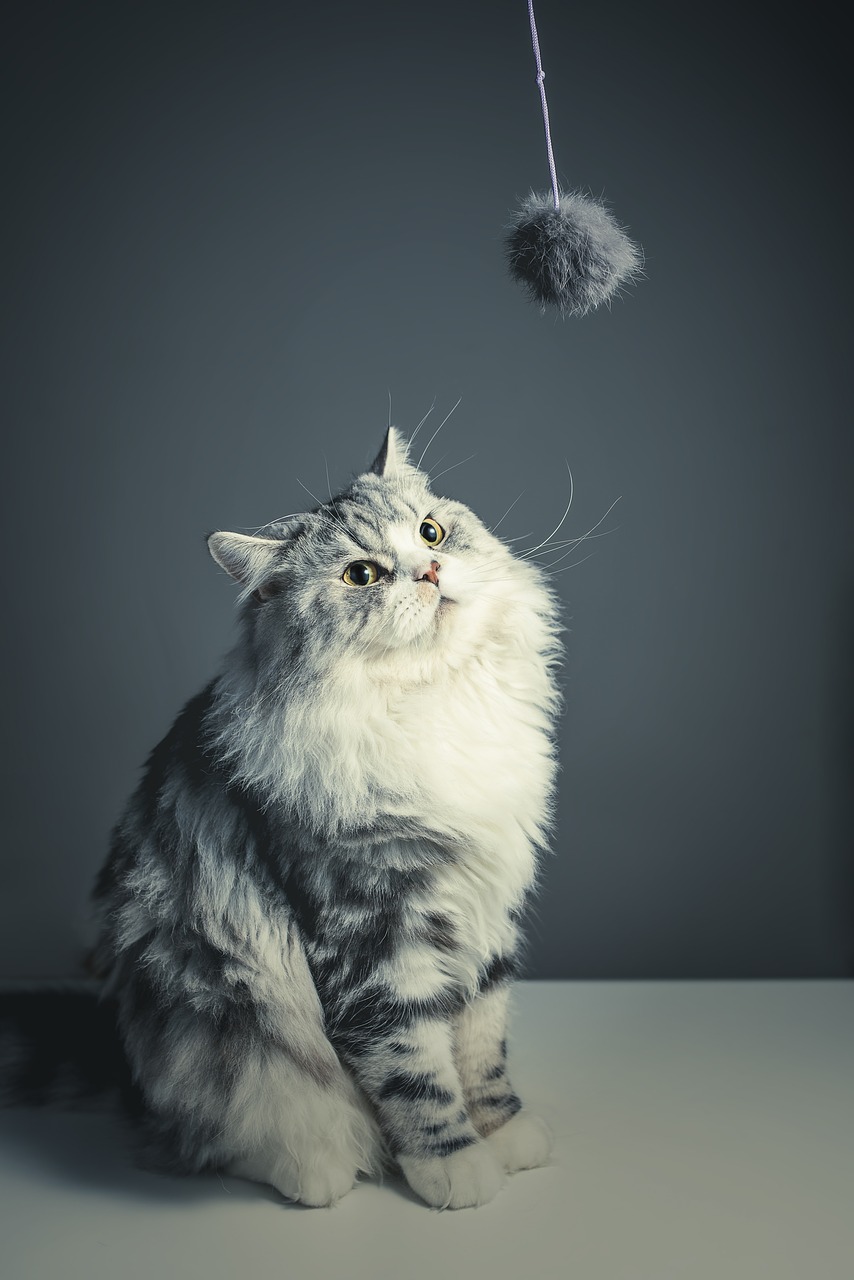 Image - cat persian breed black grey pets