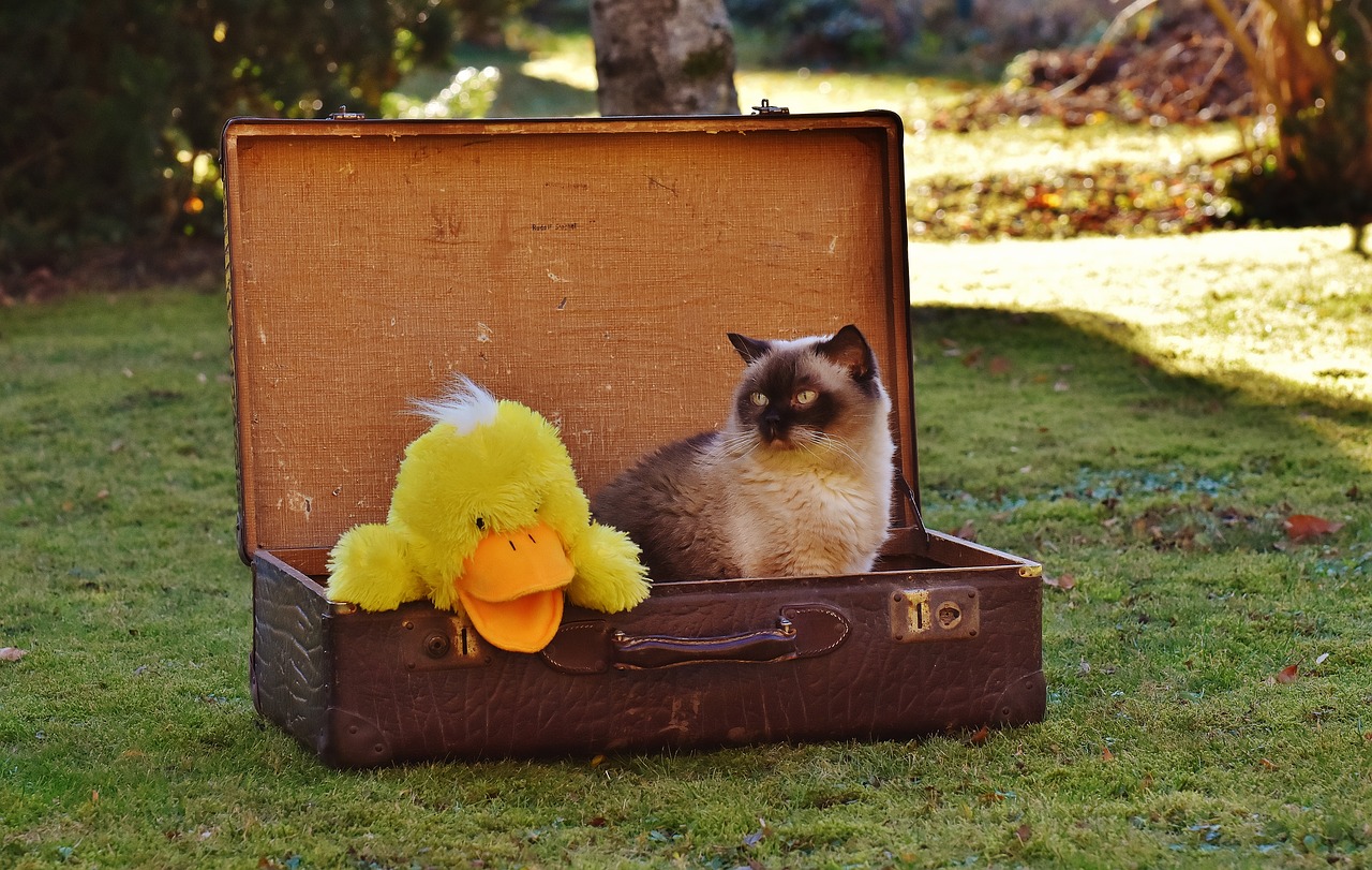 Image - luggage antique cat