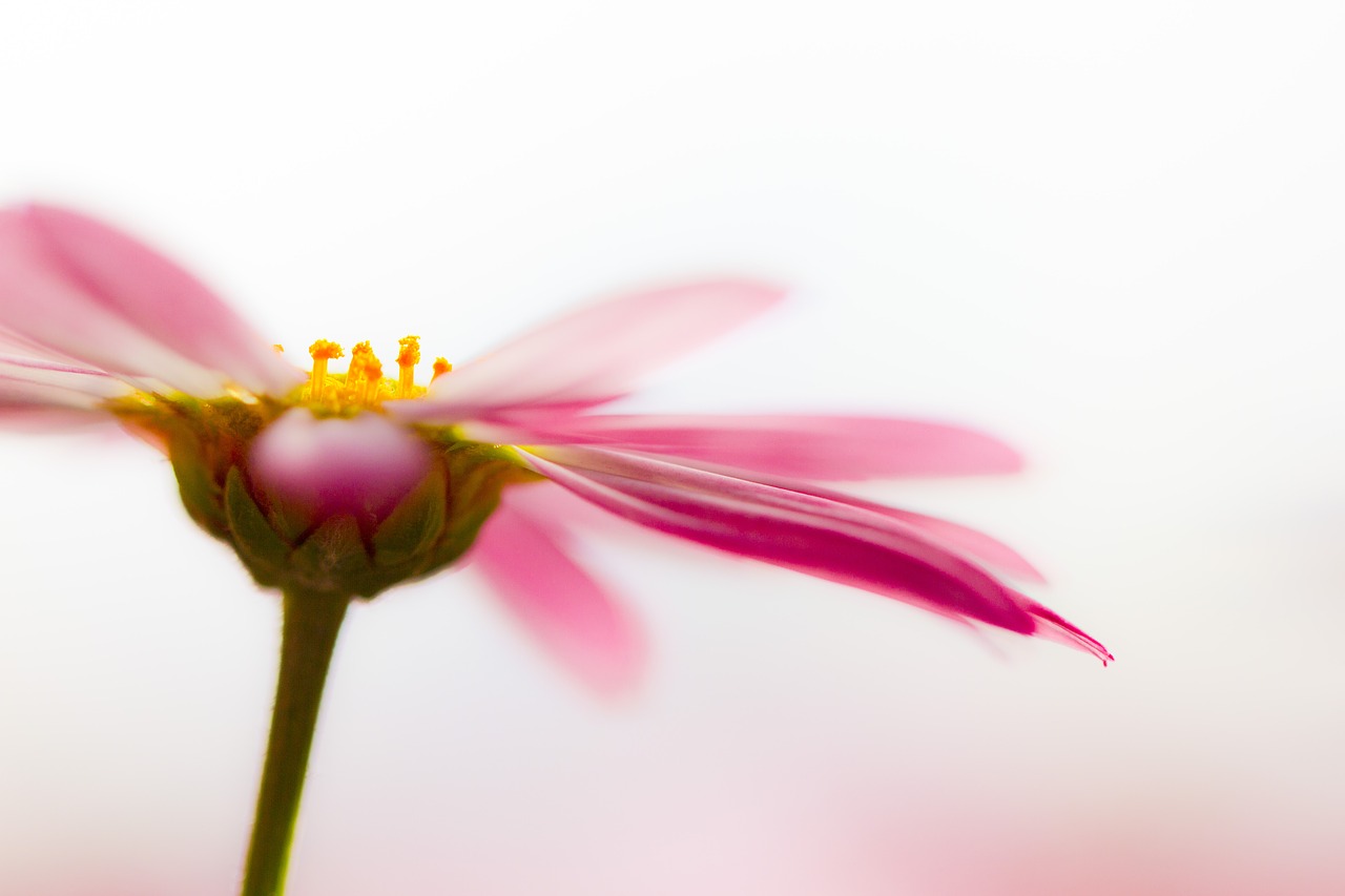 Image - marguerite blossom bloom fragrant
