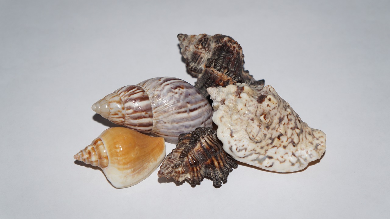 Image - mussels deco maritime decorative