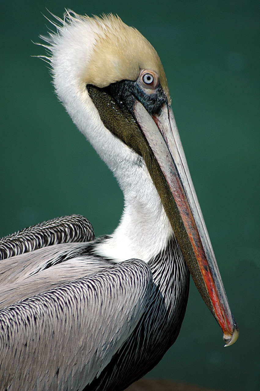 Image - pelican bird avian tropical