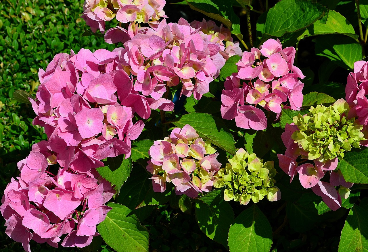 Image - hydrangeas flower garden