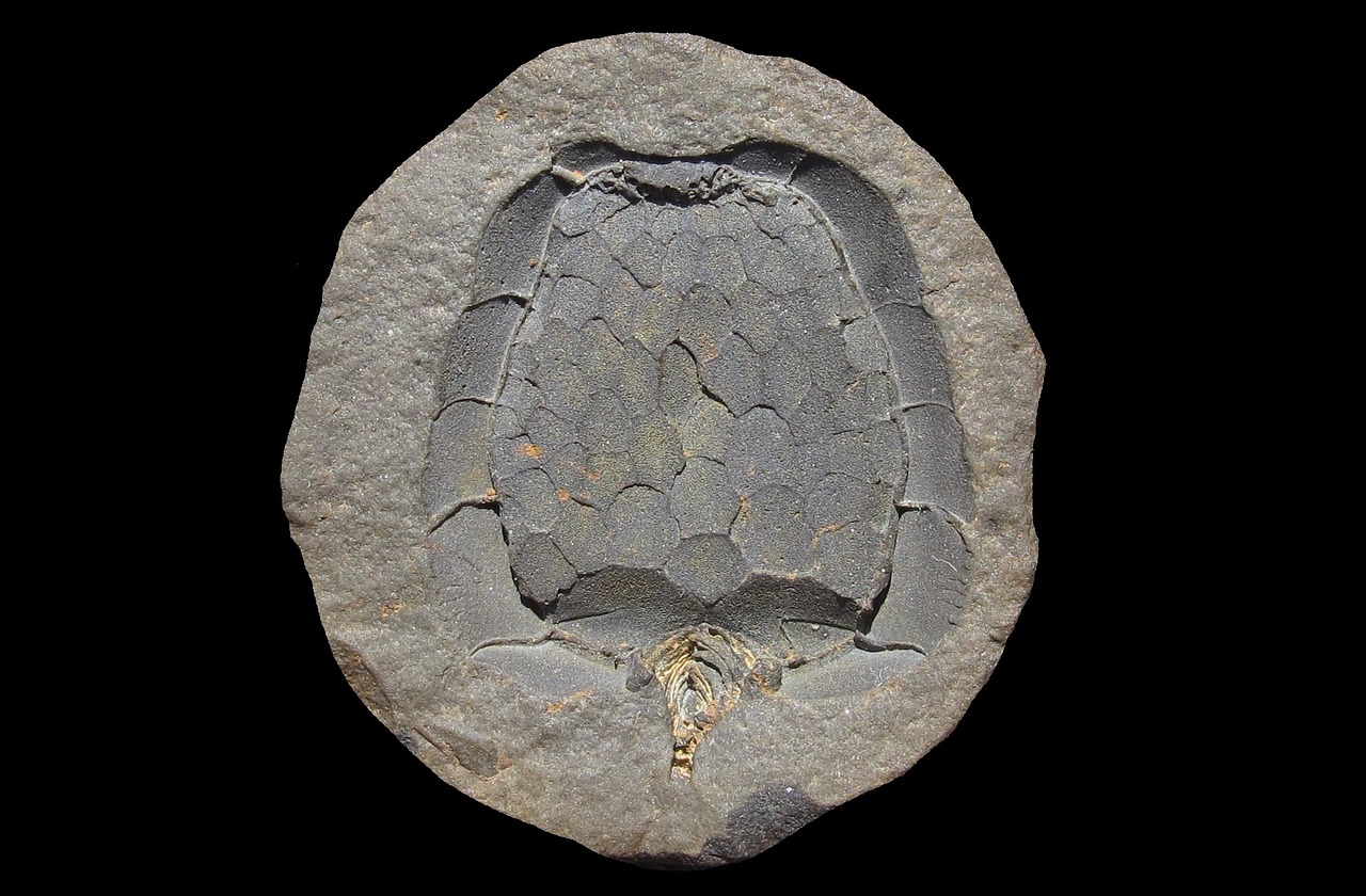 Image - fossil carpoidea mitrocystites mitra