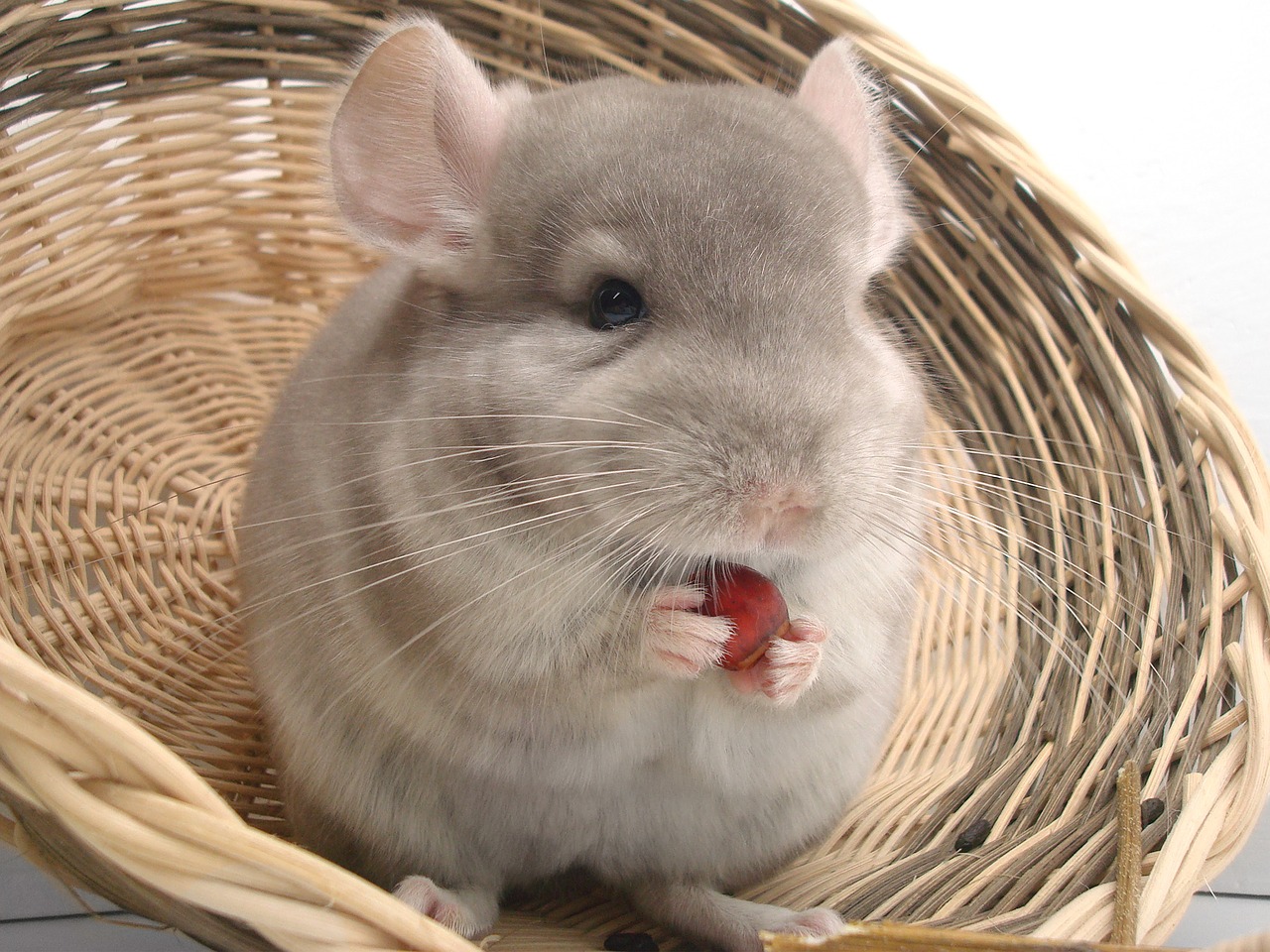 Image - chinchilla rodent pet fur animal