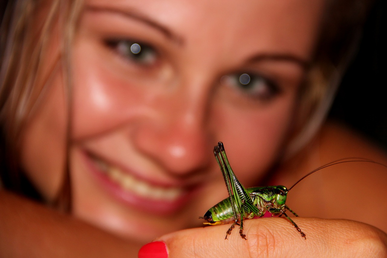 Image - grasshopper beetle green insect