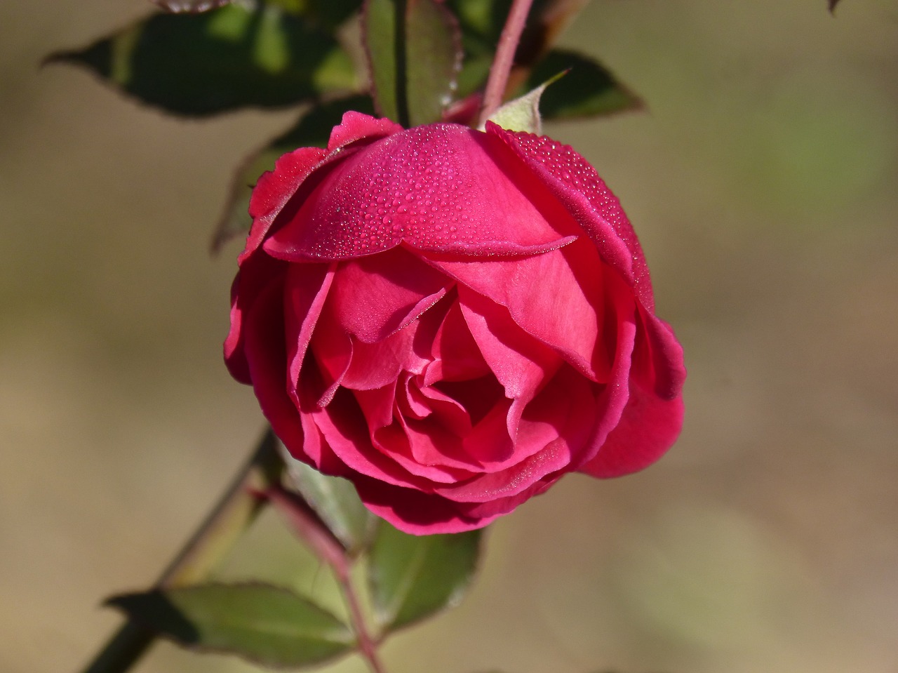 Image - rosa rocio flower freshness