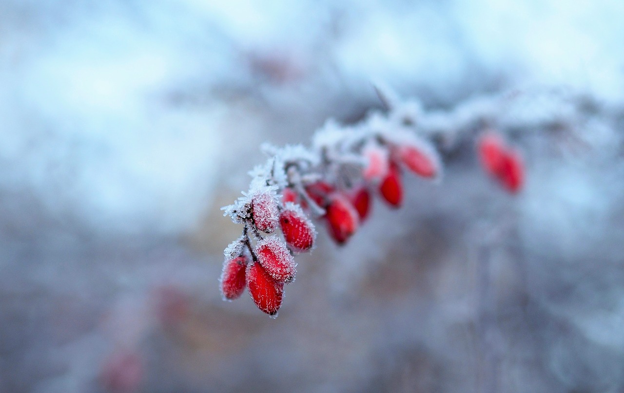 Image - snow winter nature jelly ice