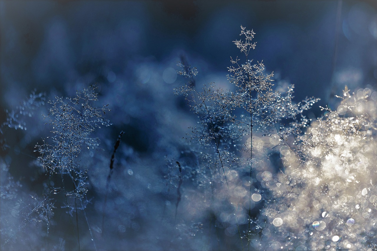 Image - branch nature winters leaves tree