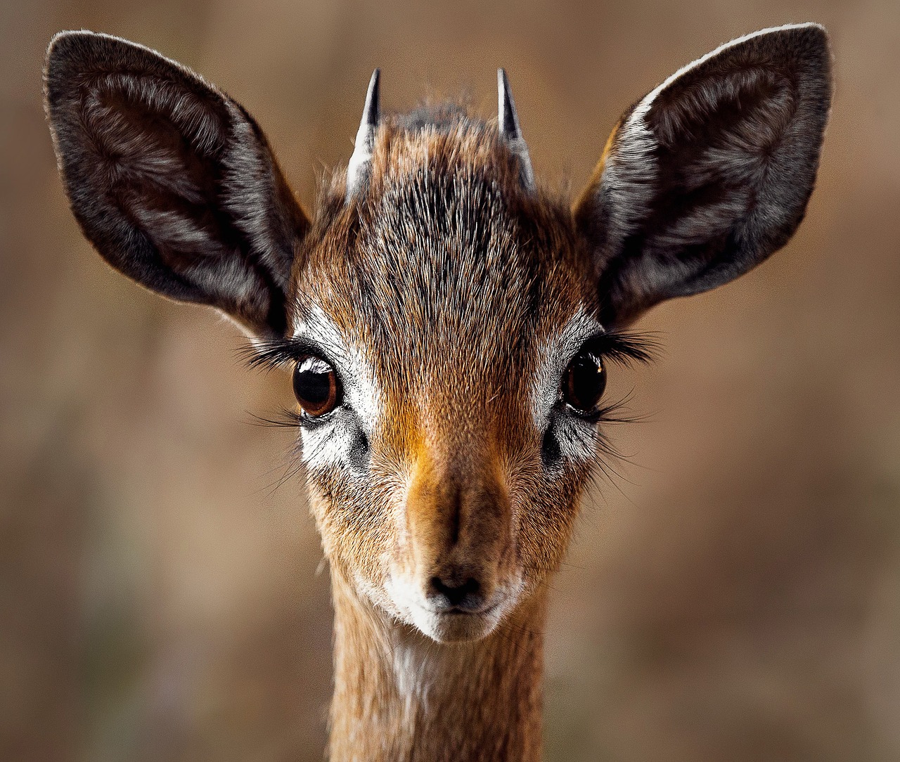 Image - nature animals biche fauna wild