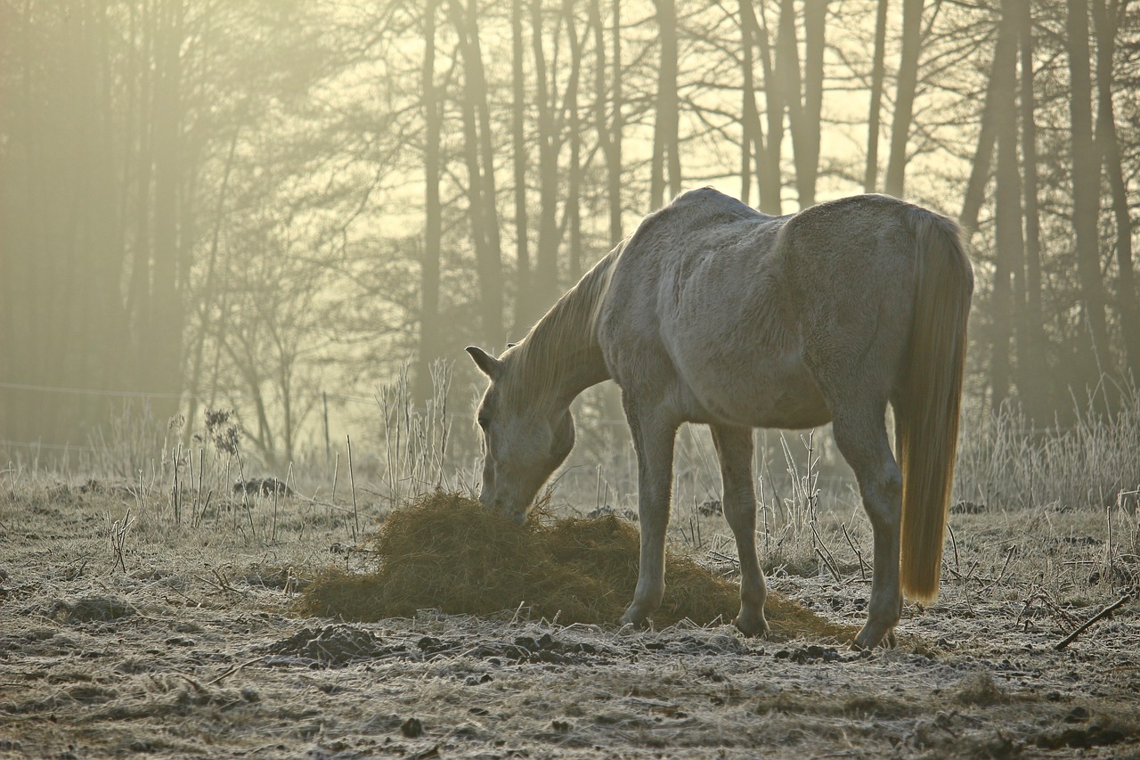 Image - mold fog horse feeding pasture