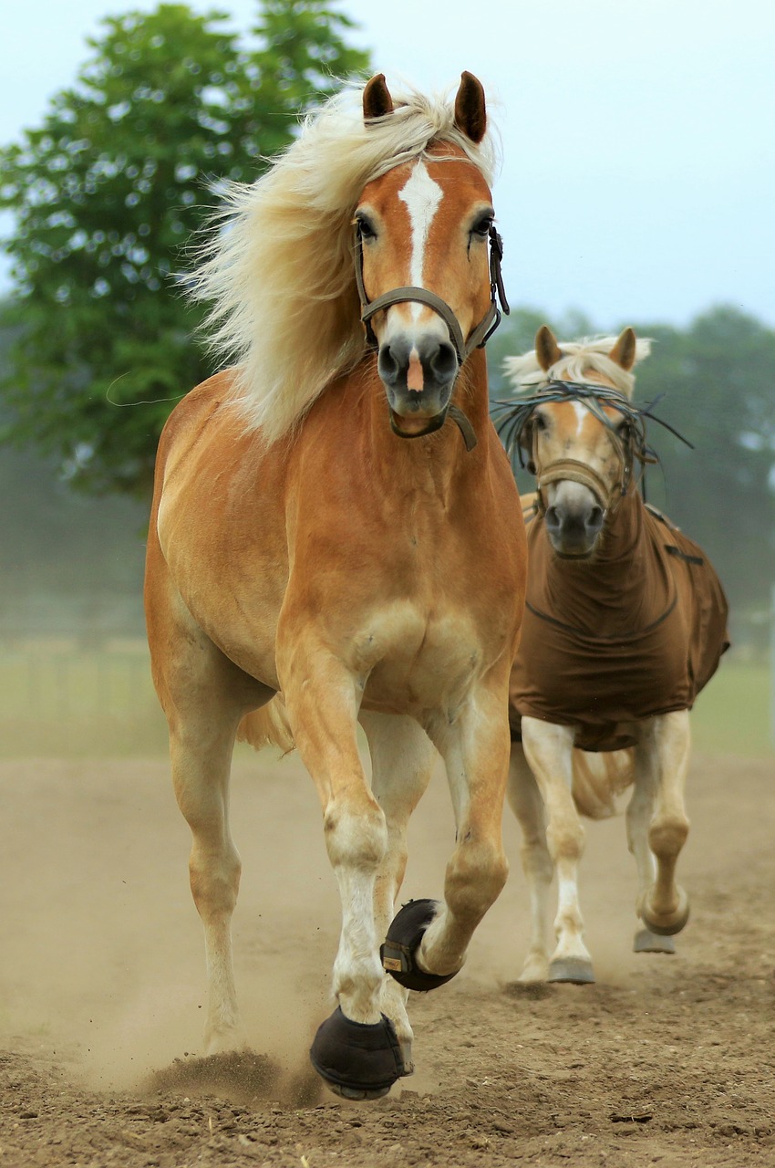 Image - animal horse horses animals pony