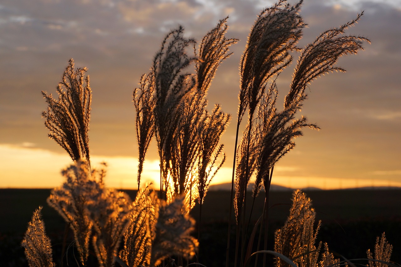 Image - grass sunset nature sun afterglow