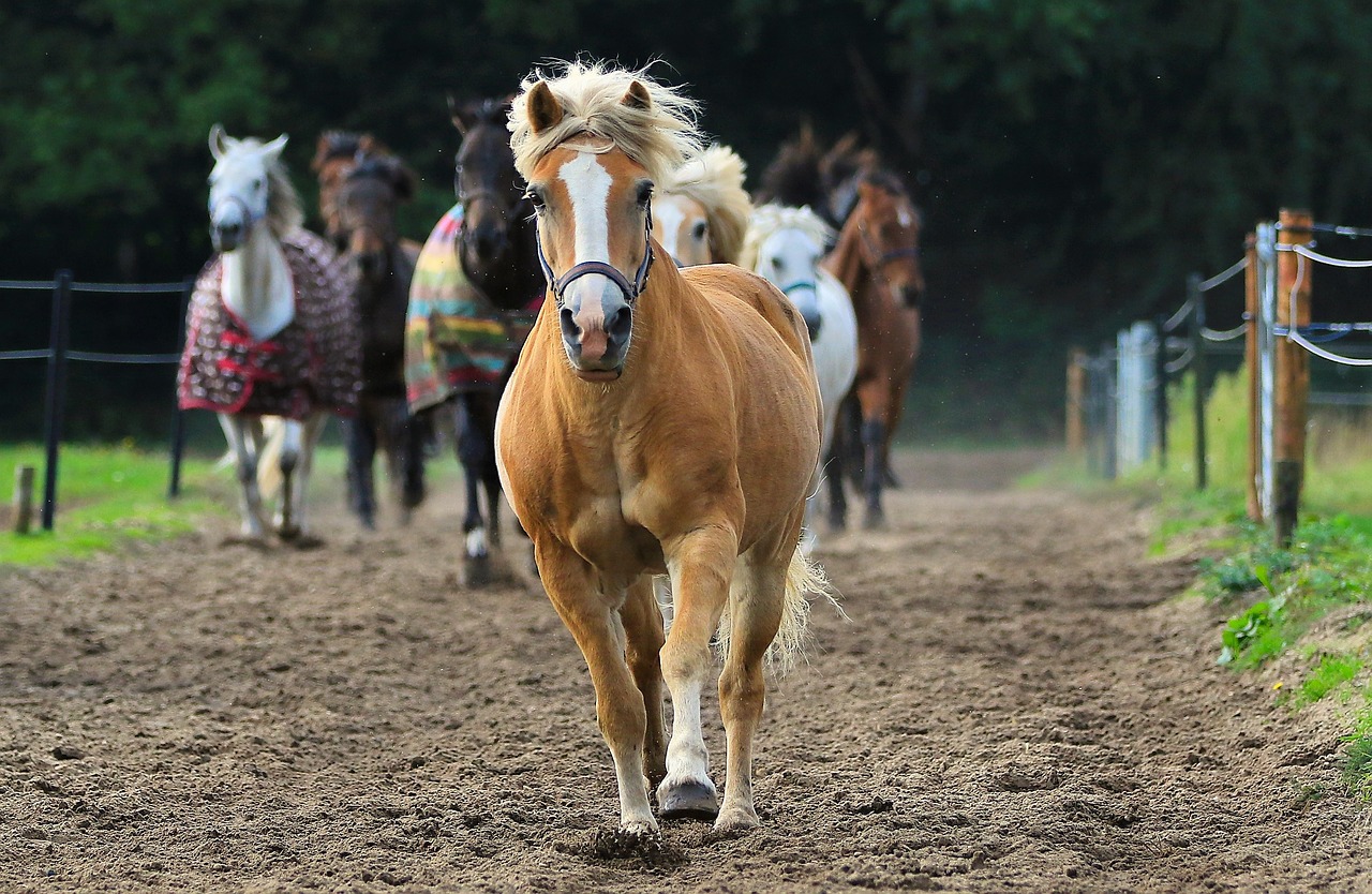 Image - horse animal horses animals pony