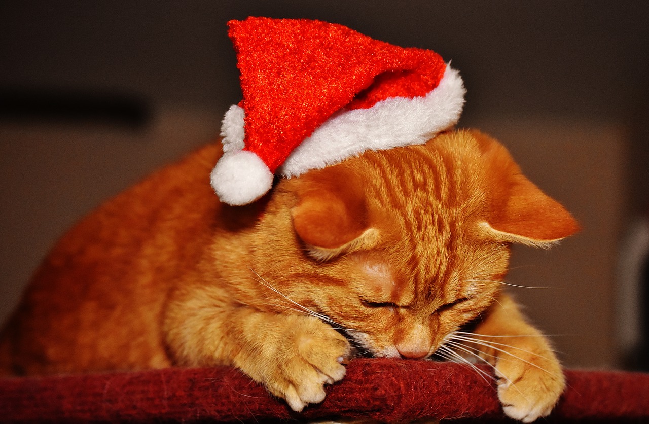 Image - cat red christmas santa hat funny