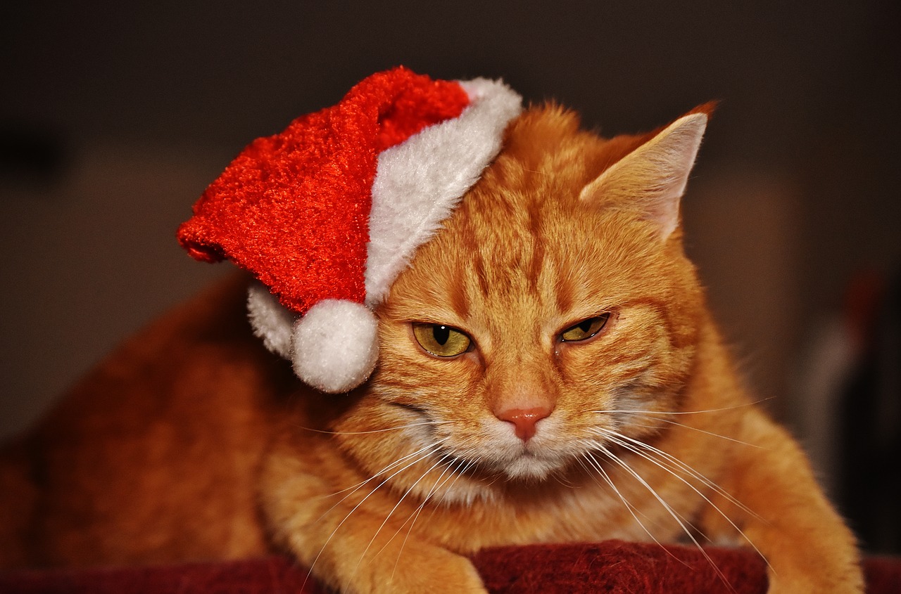 Image - cat red christmas santa hat funny