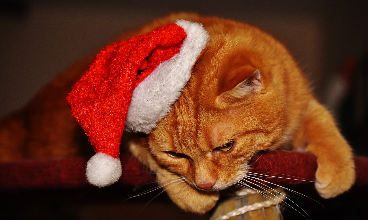 Image - cat red christmas santa hat funny